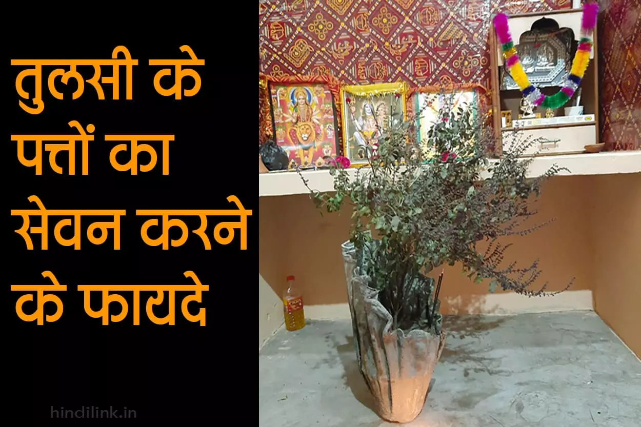 Benefits of Basil Leaves